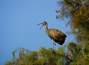 Aramus-guarauna;Florida;Limpkin;One;Southeast-USA;avifauna;bird;close-up;color;c
